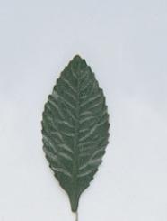 Blatt dunkelgrün Größe 60 mm x 30 mm 